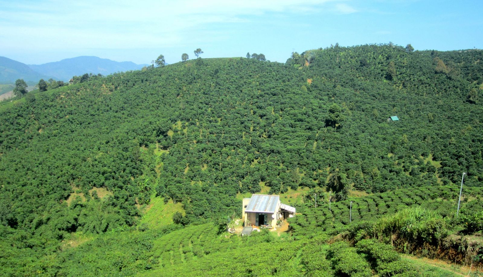 vườn cà phê ở di linh 